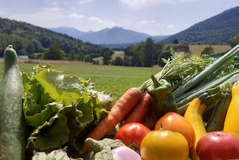 Les légumes de la ferme Pitelle Montastruc de Salies